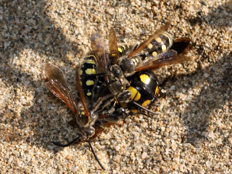Scoliidae: Colpa sexmaculata? S.
